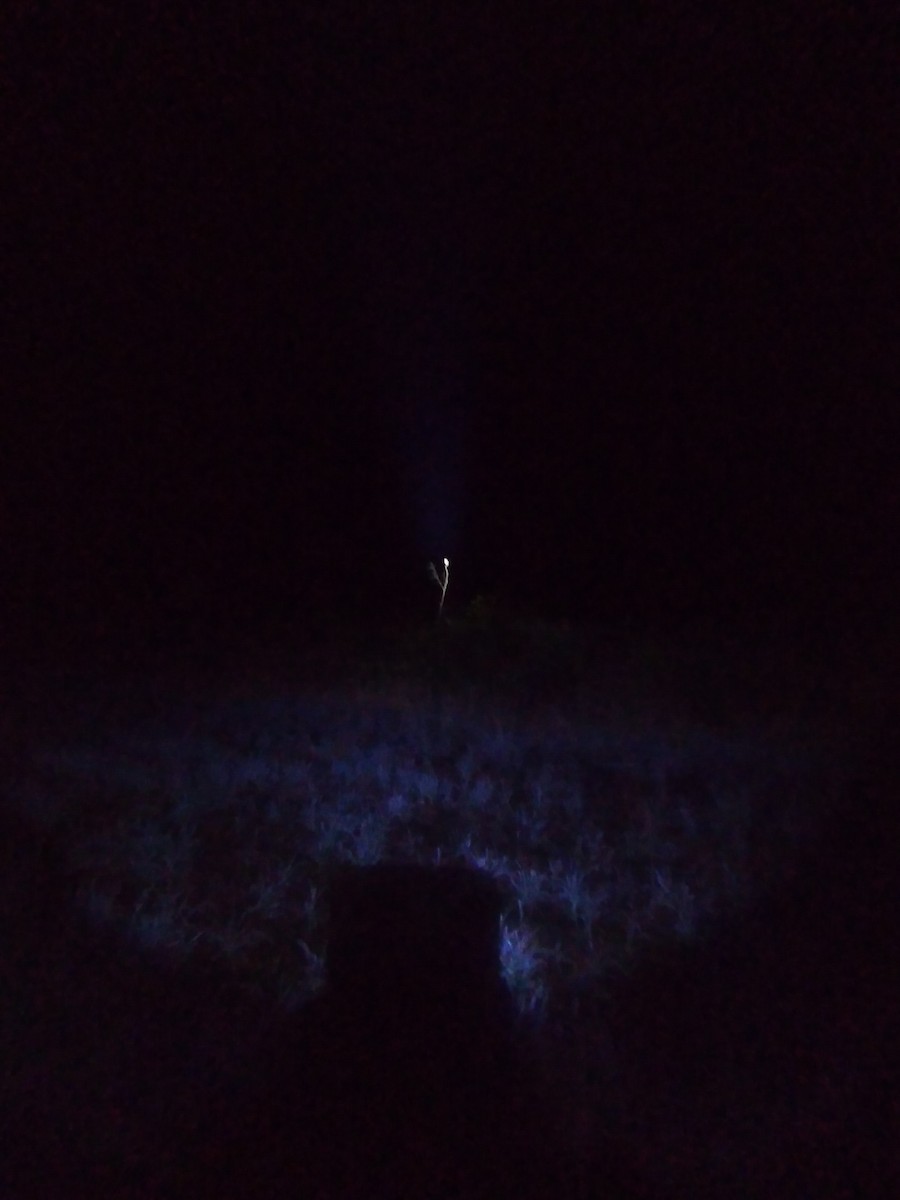 Striped Owl - ML378539851