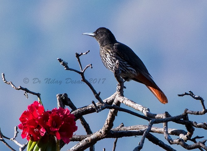 Maroon Oriole - ML378539911