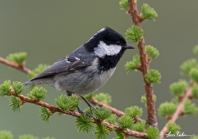 Coal Tit (Continental) - ML378540021