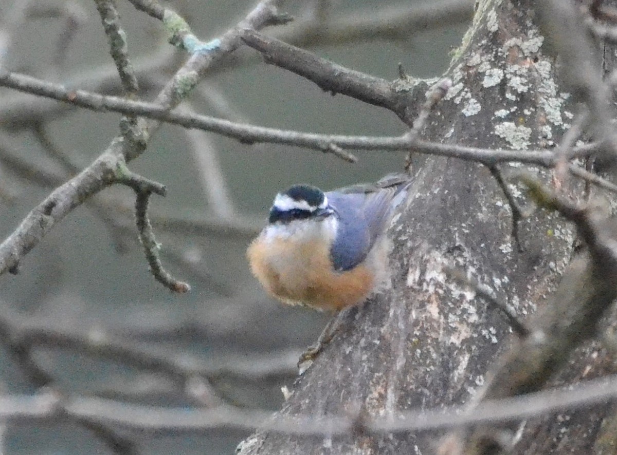 Red-breasted Nuthatch - Richard Chirichiello