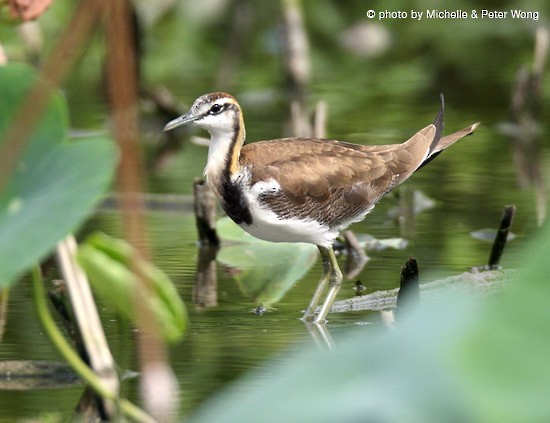Pheasant-tailed Jacana - ML378540831
