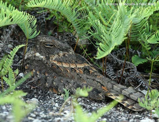 Savanna Nightjar - ML378540911