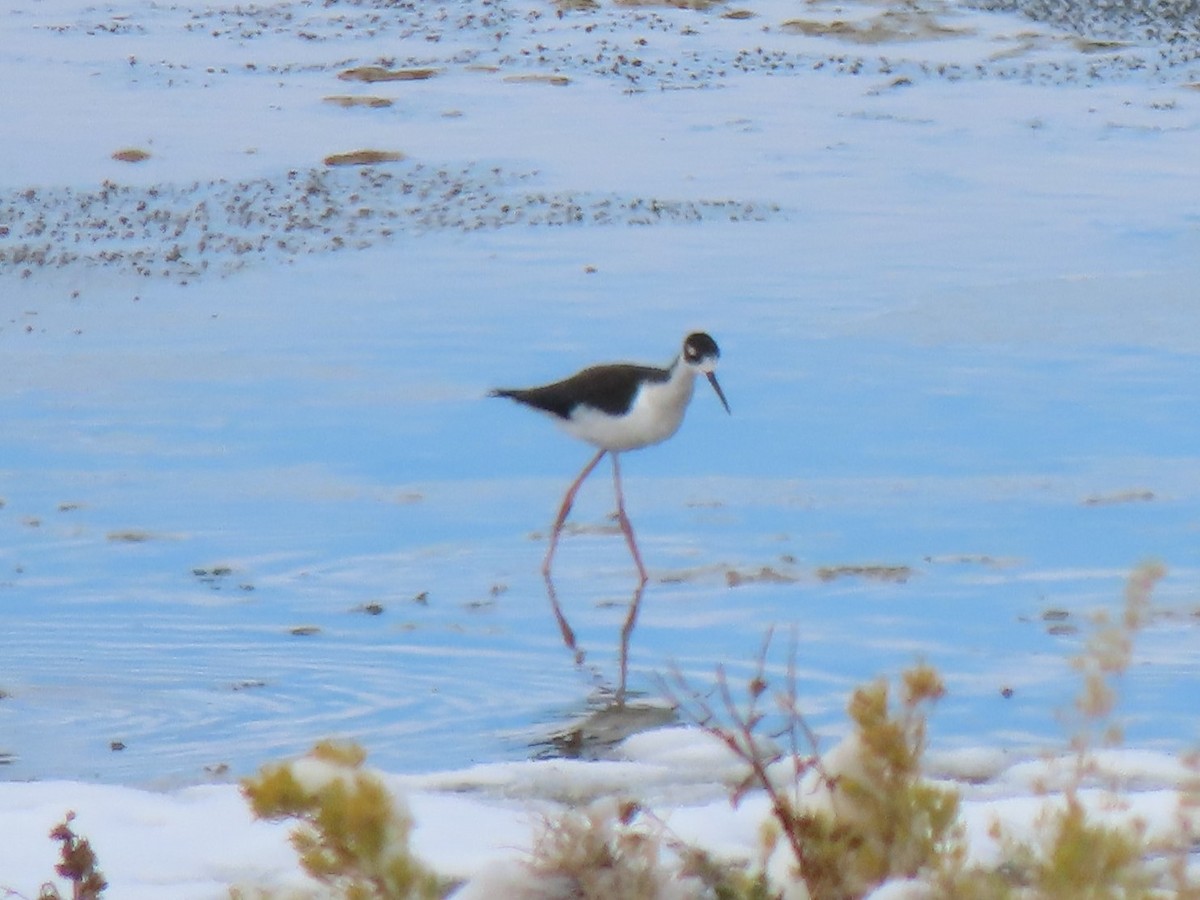 Black-necked Stilt - ML378541321