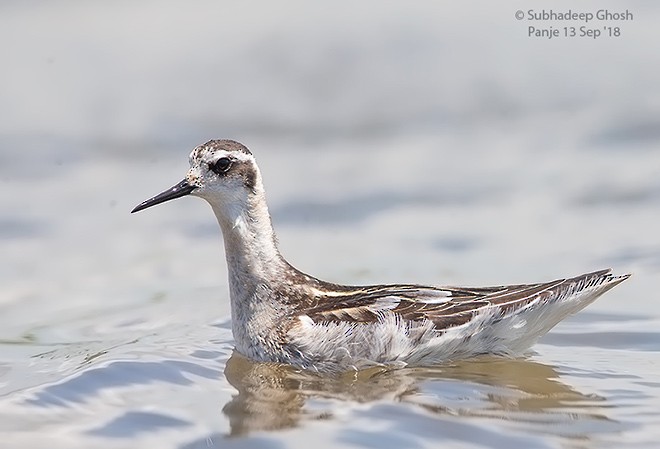 Red-necked Phalarope - Subhadeep Ghosh