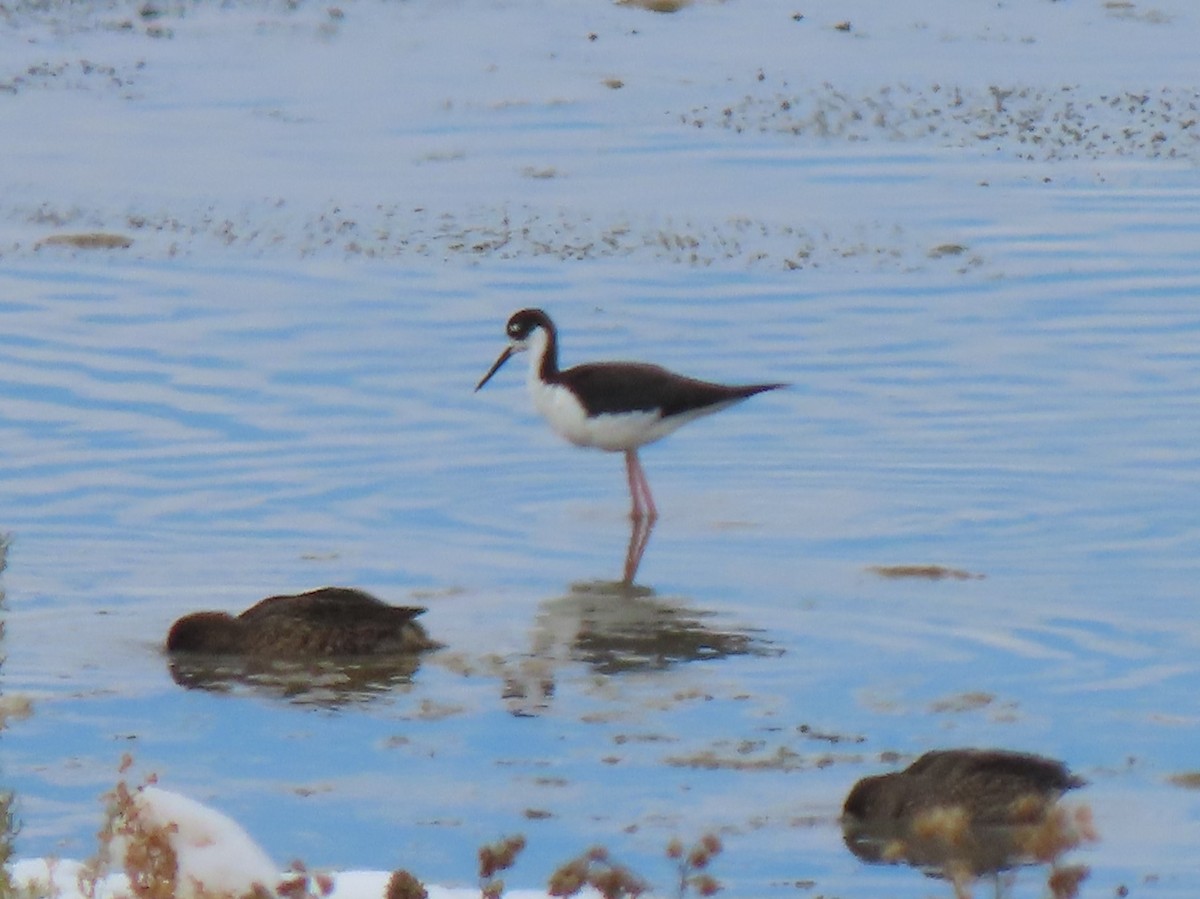 Black-necked Stilt - ML378541601