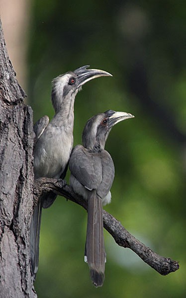 Indian Gray Hornbill - ML378542151