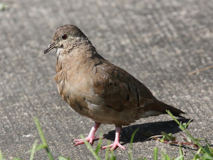 Ruddy Ground Dove - ML37854291