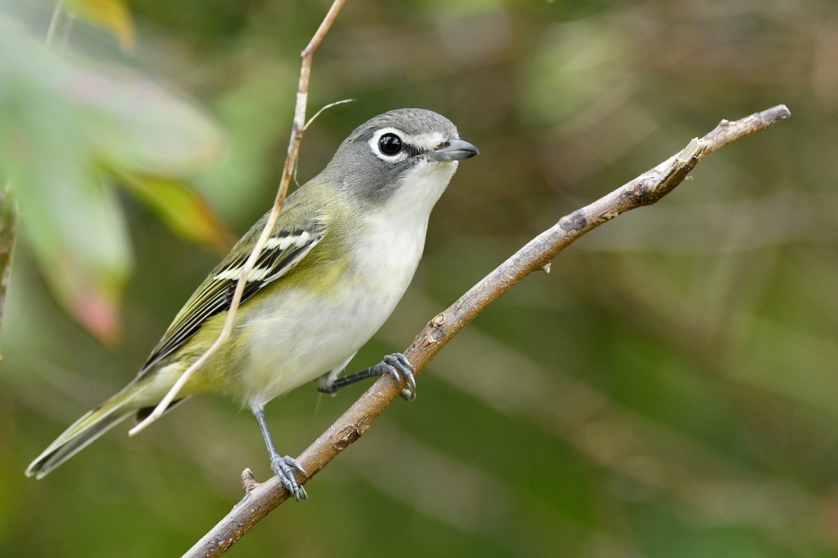 Blue-headed Vireo - ML378543181