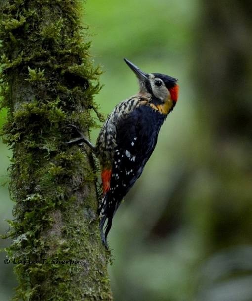 Darjeeling Woodpecker - ML378543321