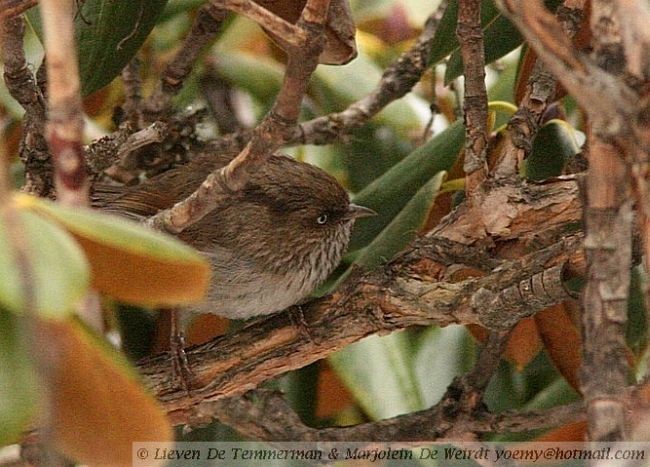 Chinese Fulvetta - Lieven De Temmerman