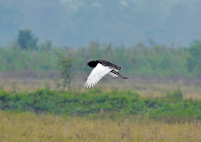 Bengal Florican - ML378544691