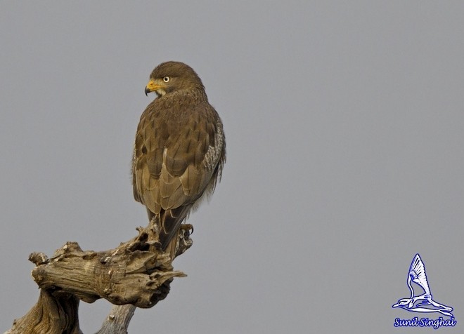 White-eyed Buzzard - ML378546071