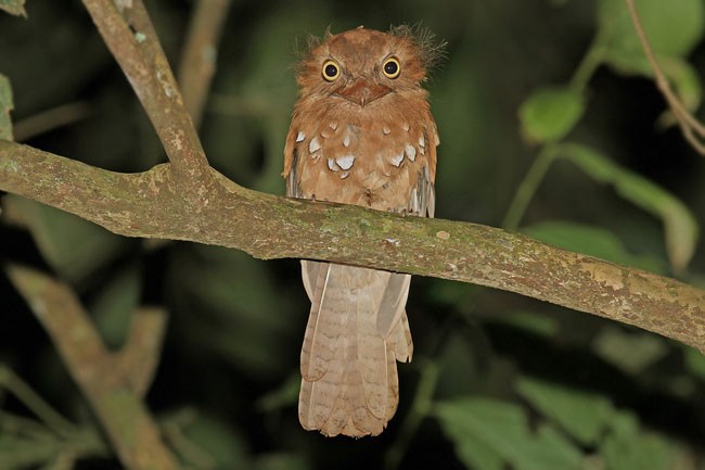 Blyth's Frogmouth (Blyth's) - James Eaton