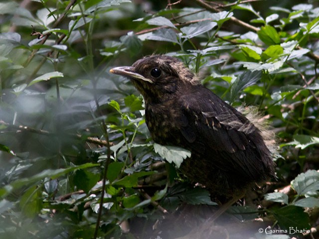 Indian Blackbird - Garima Bhatia