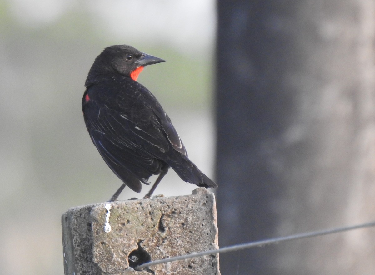 Red-breasted Meadowlark - ML378549031