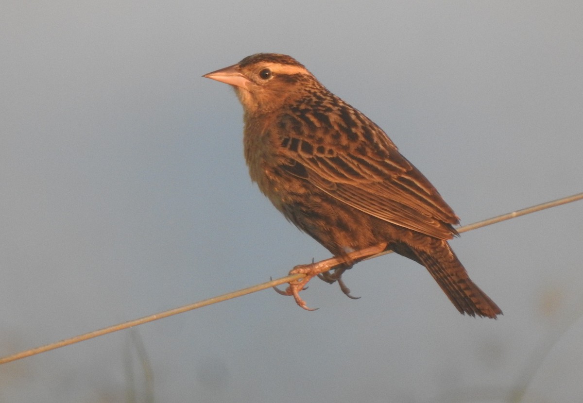 Red-breasted Meadowlark - ML378549071