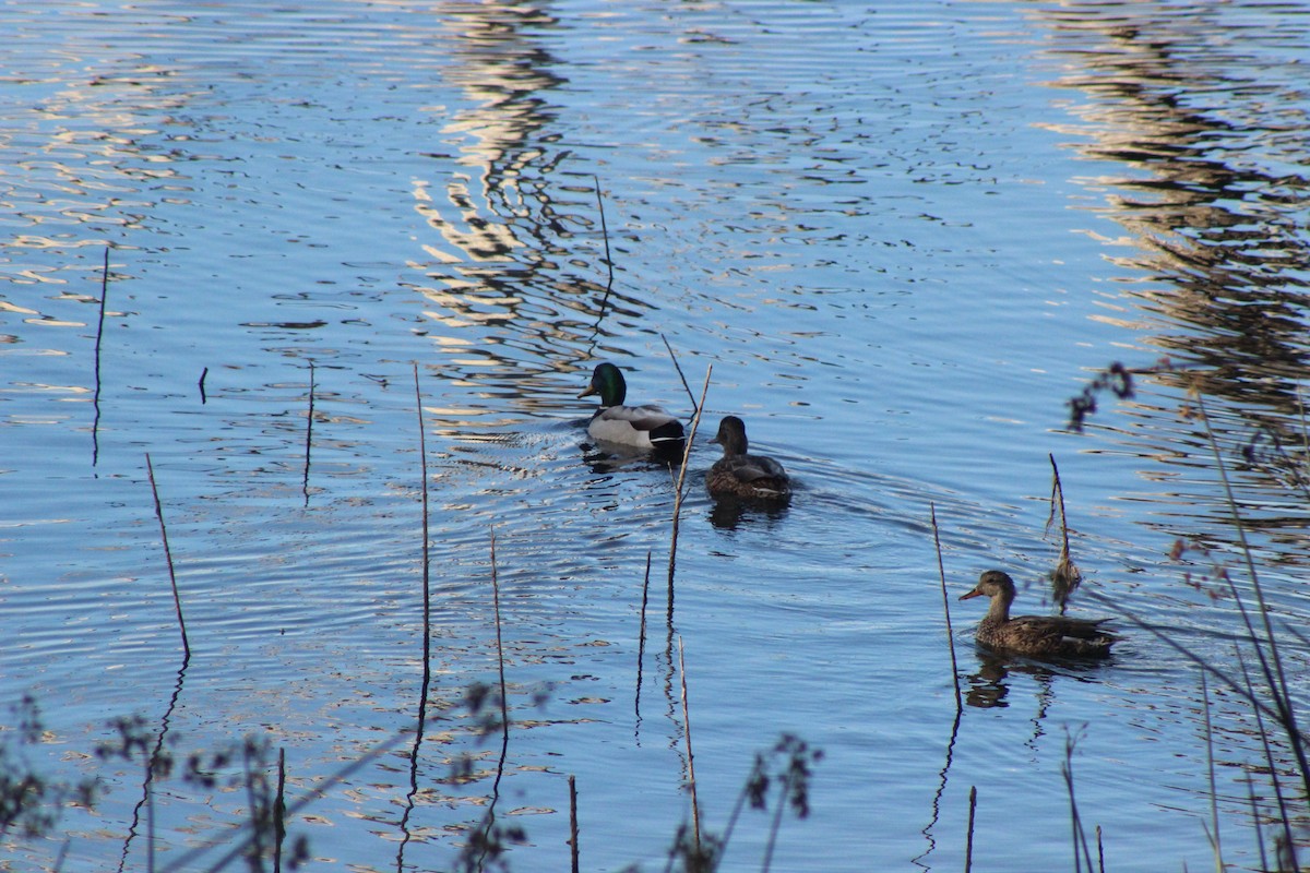 Canard colvert - ML378549211