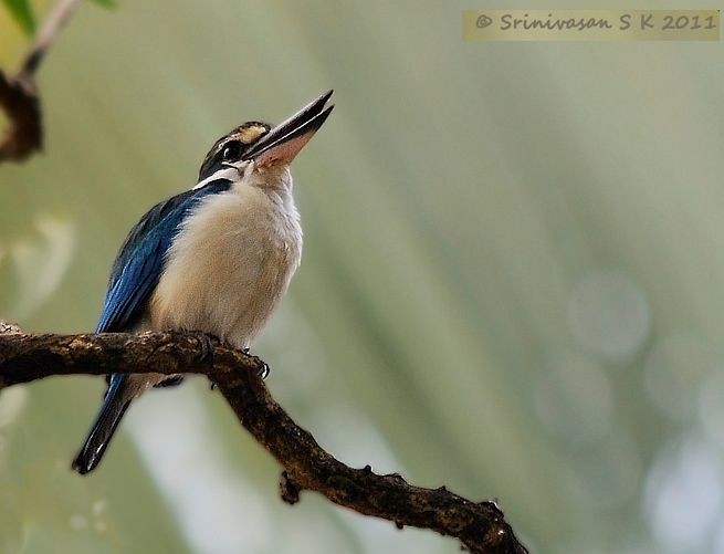 Collared Kingfisher (Oriental) - ML378549421