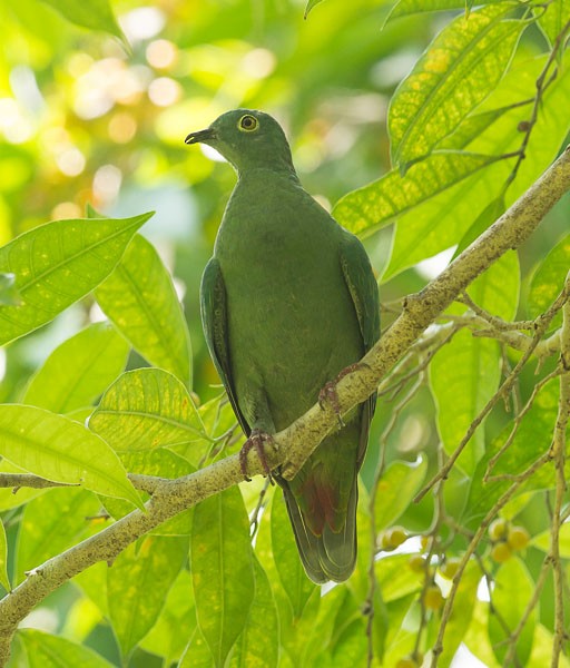 Black-naped Fruit-Dove - ML378549761