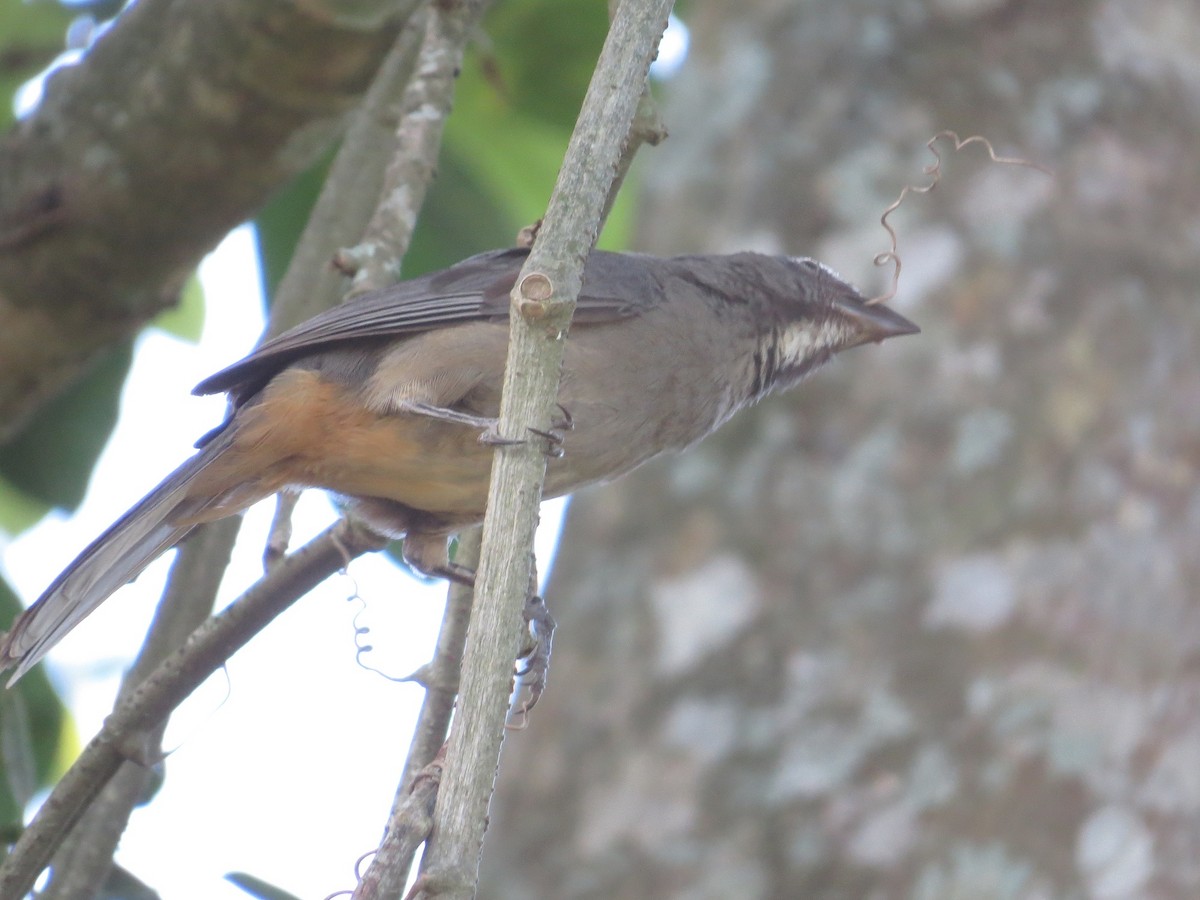 Cinnamon-bellied Saltator - ML37854981