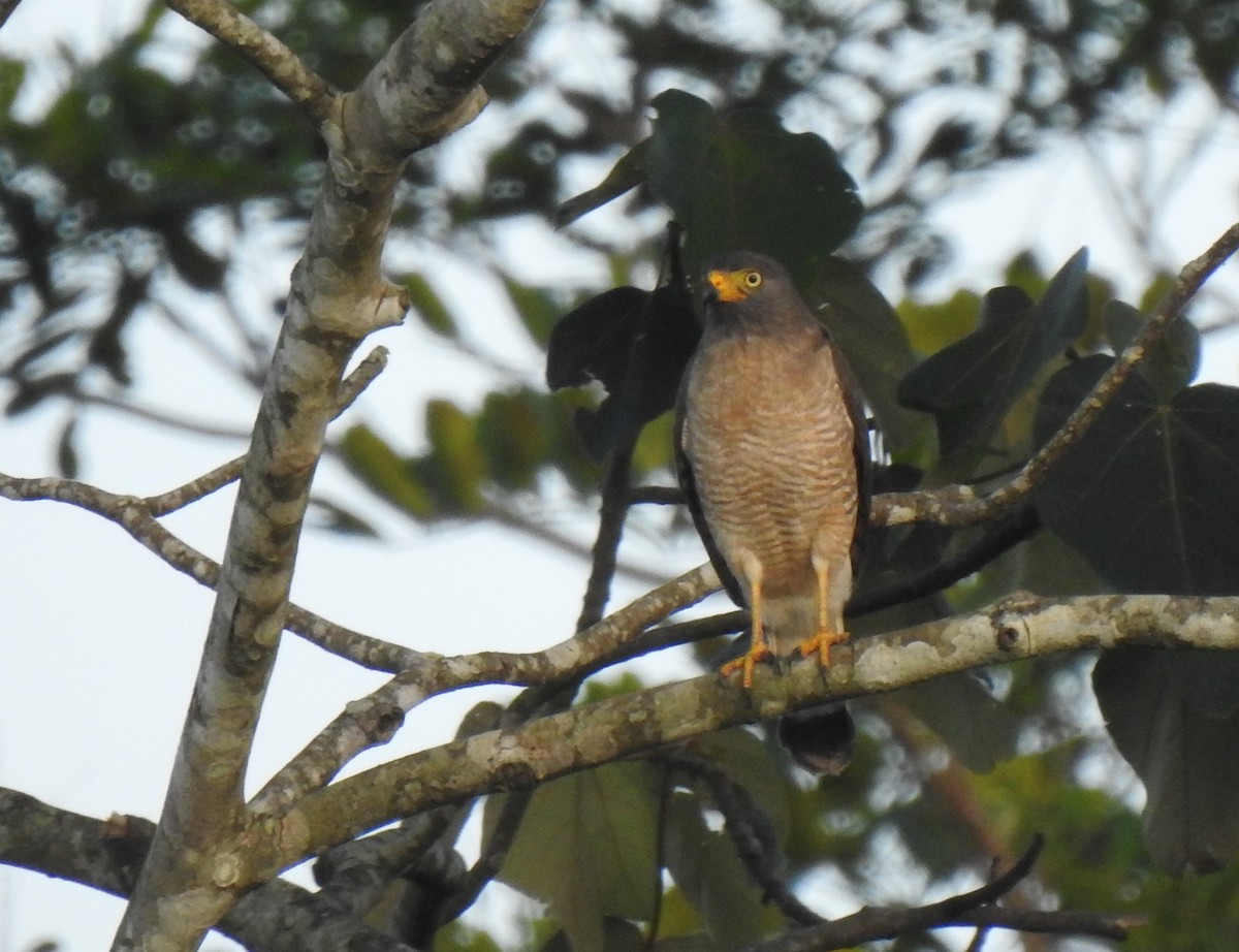 Roadside Hawk - ML378550231