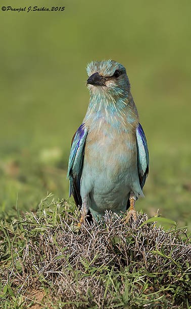 European Roller - ML378551271