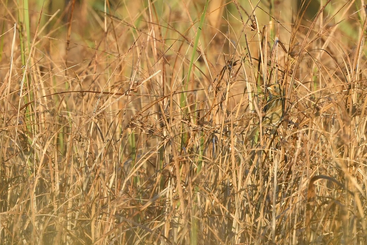 Nelson's Sparrow (Interior) - ML378551281