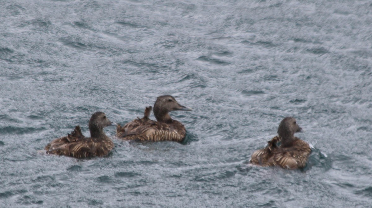 Common Eider - ML378551361