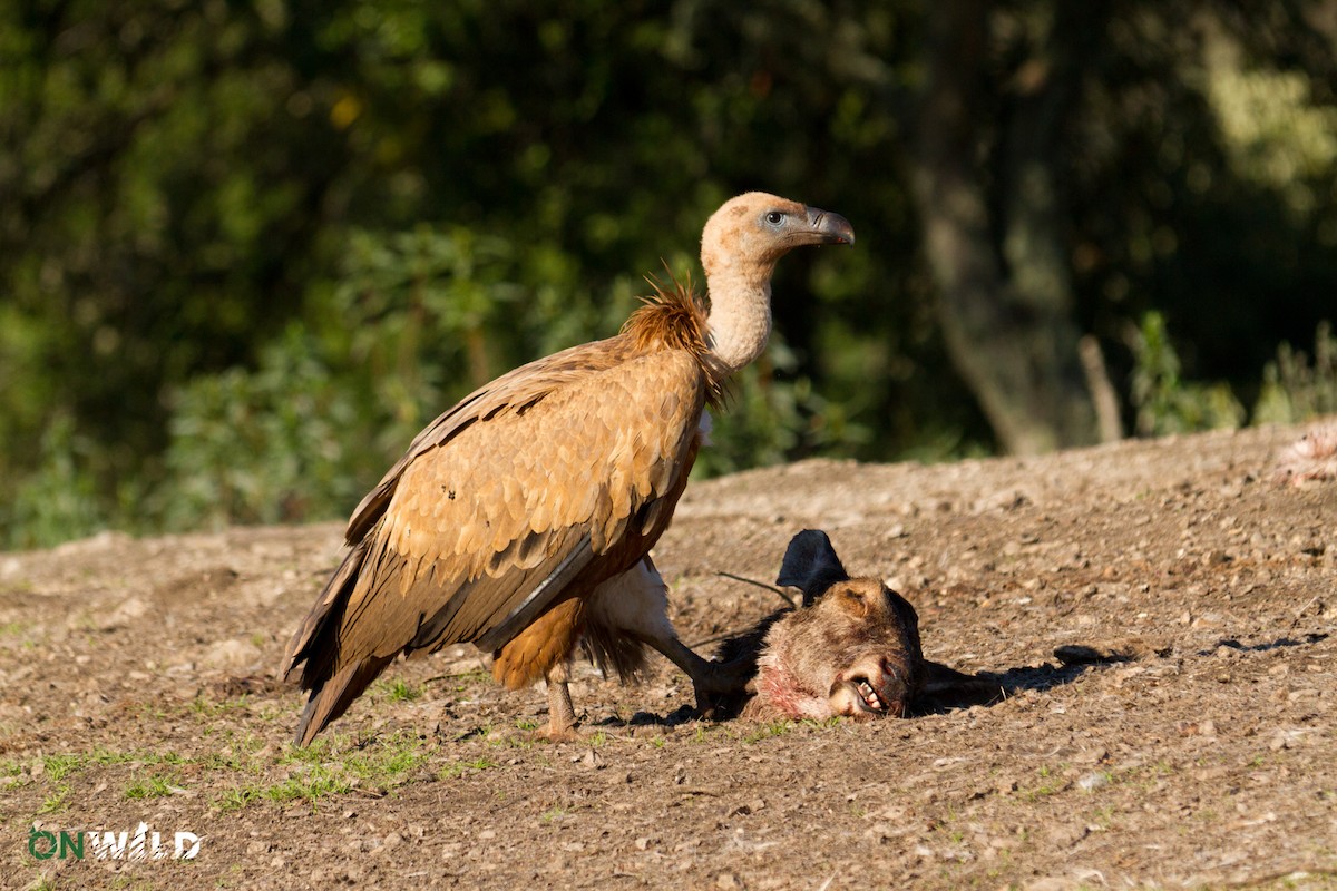 Eurasian Griffon - ML378551391