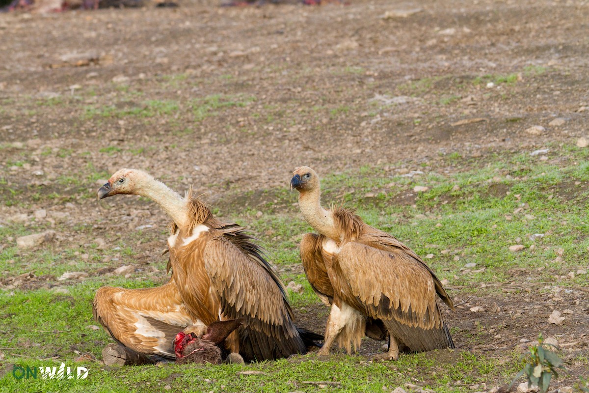 Eurasian Griffon - ML378551421