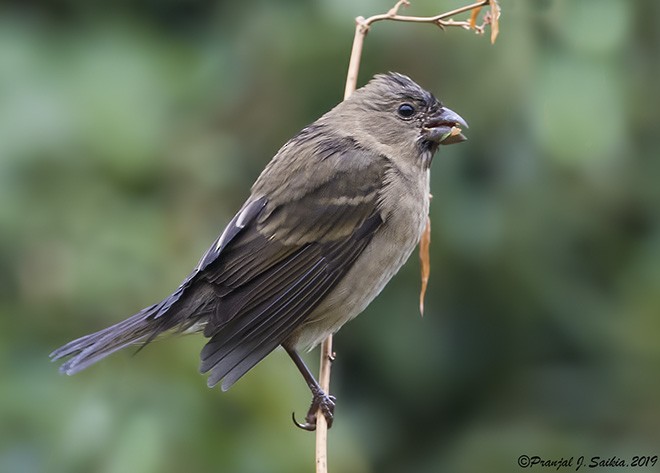 Dark-breasted Rosefinch - ML378551981