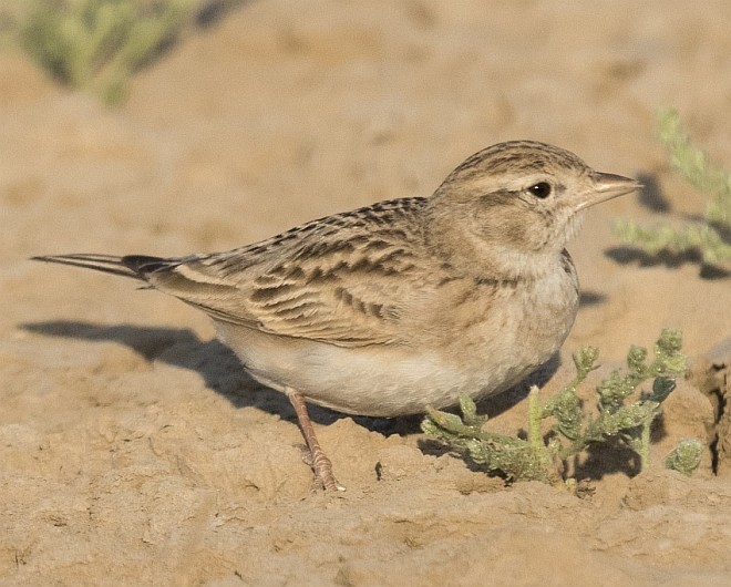 Greater Short-toed Lark - ML378552191