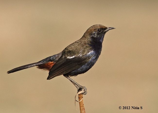 Indian Robin - ML378553071