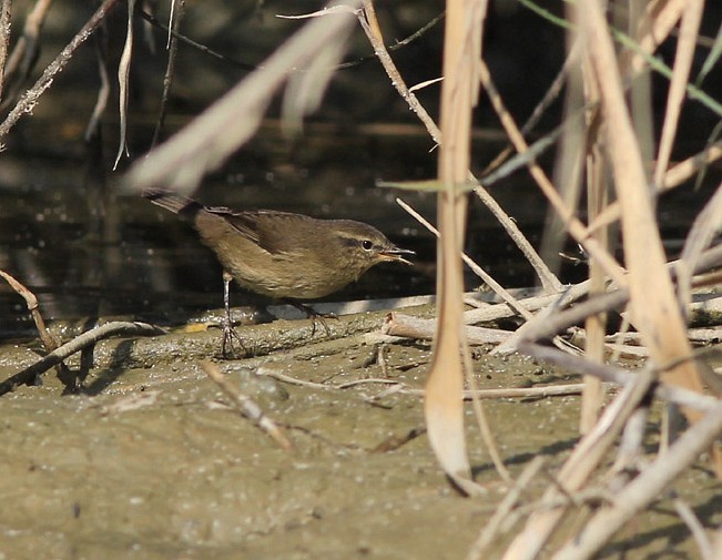 Smoky Warbler - Mohammad Imran