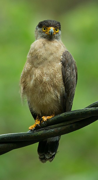 Nicobar Serpent-Eagle - ML378553361