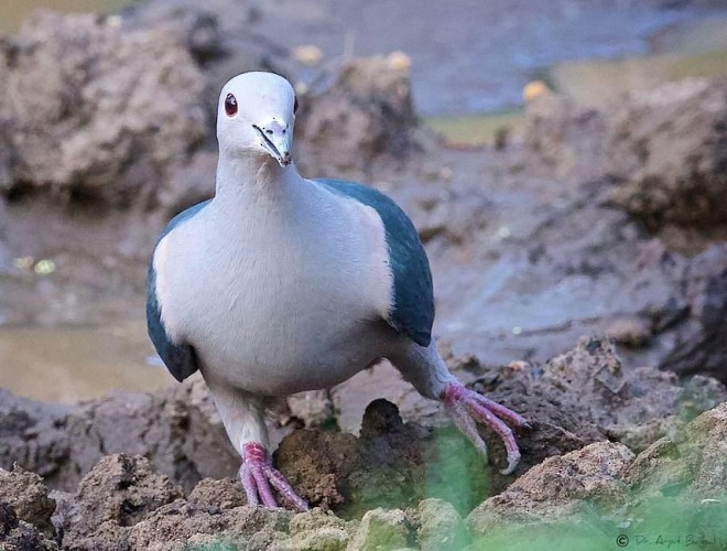 Green Imperial-Pigeon - ML378554111