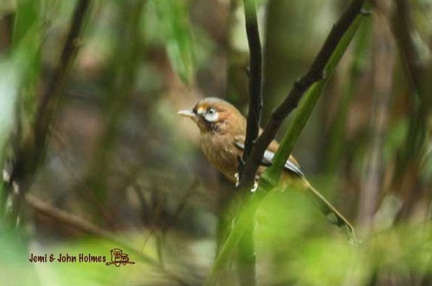 Moustached Laughingthrush (Eastern) - ML378554211