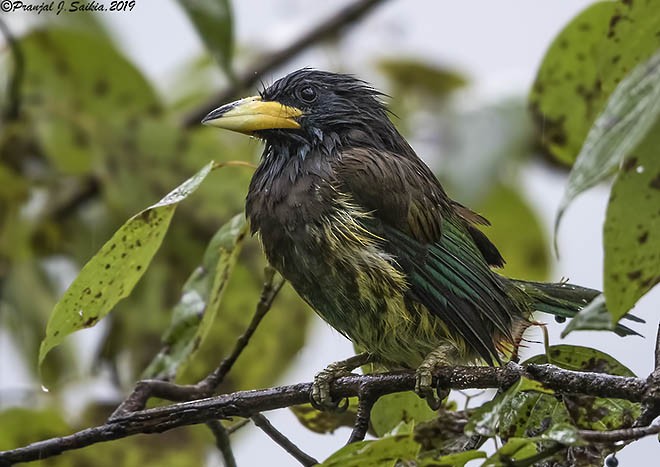 Great Barbet - ML378555411