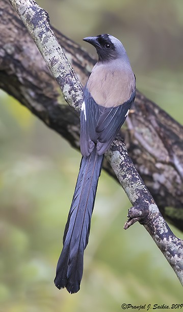 Gray Treepie - Pranjal J. Saikia