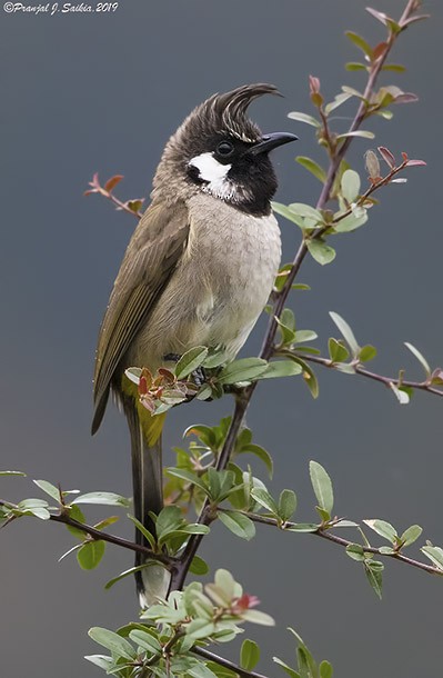 bulbul himálajský - ML378555451