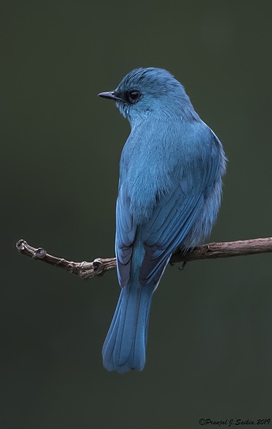 Verditer Flycatcher - ML378555481