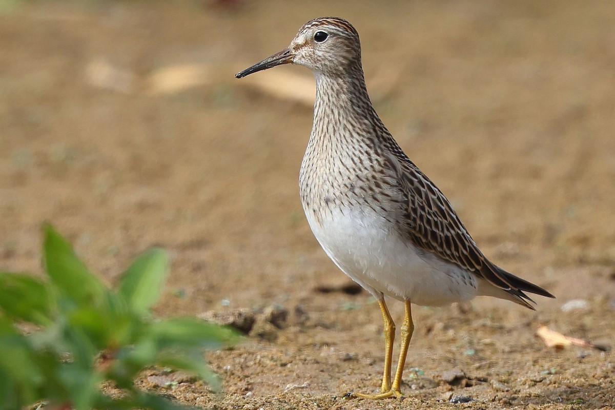 Pectoral Sandpiper - ML378555991