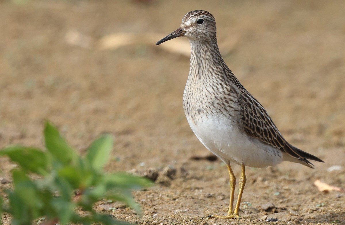 Pectoral Sandpiper - ML378556031