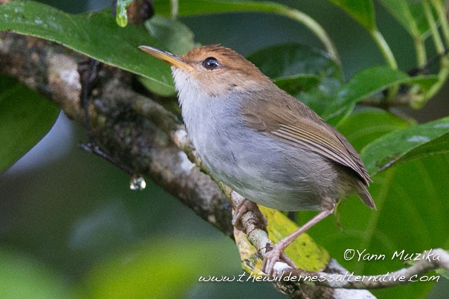 Russet-capped Tesia - Yann Muzika