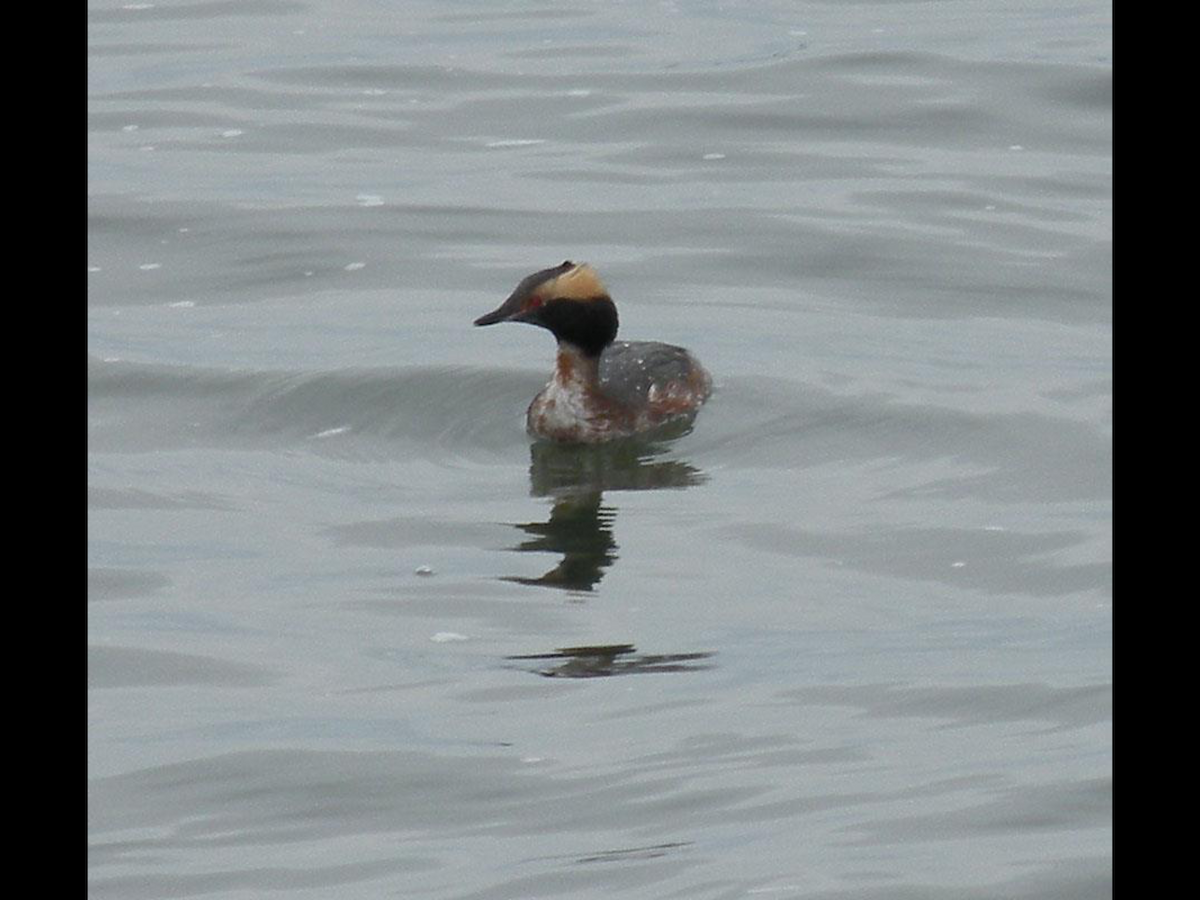 Horned Grebe - ML37855701