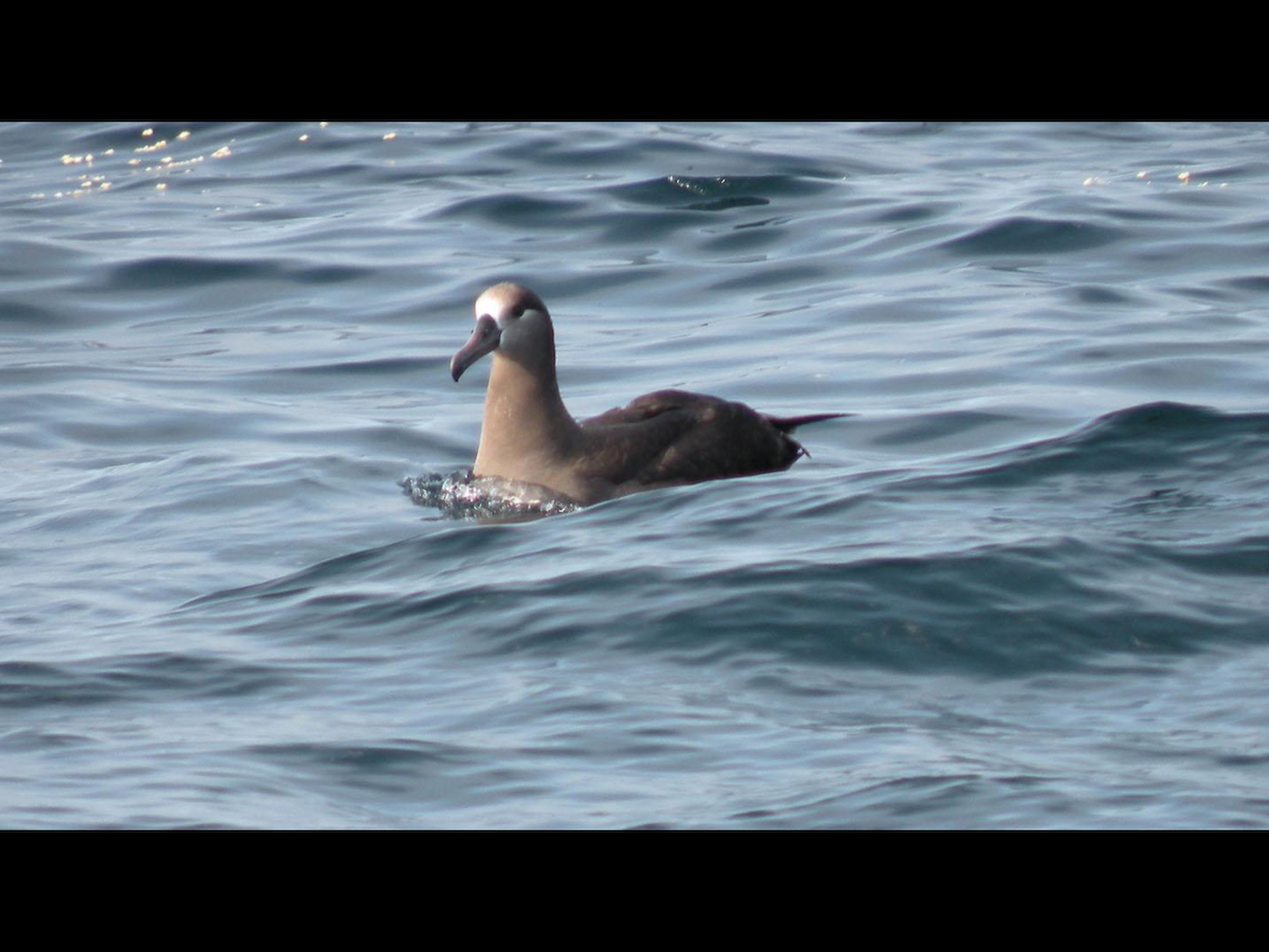 Black-footed Albatross - ML37855771