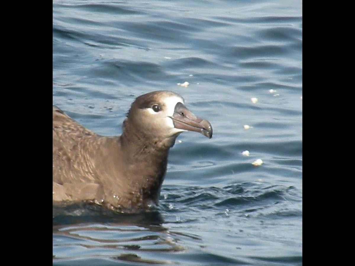 Black-footed Albatross - Sylvia Maulding