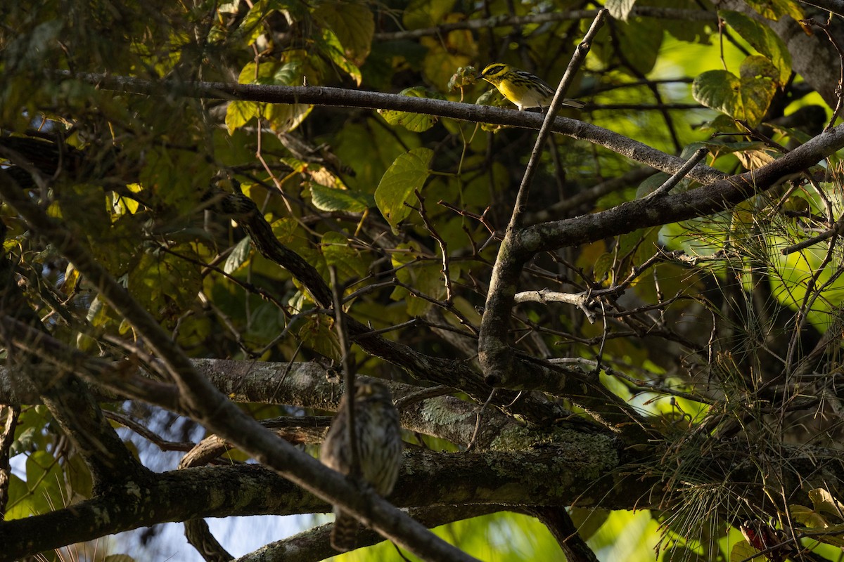 Townsend's Warbler - ML378558411