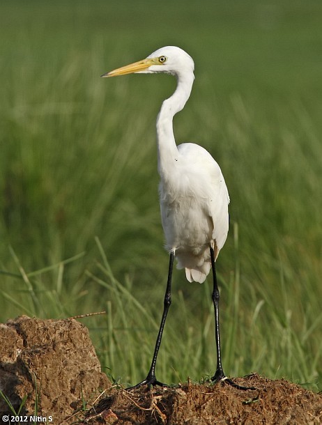 Great Egret (modesta) - Nitin Srinivasa Murthy