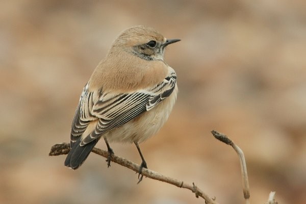 Desert Wheatear - ML378559221